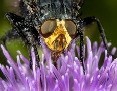 Cynomya mortuorum - ”Fly of the dead”